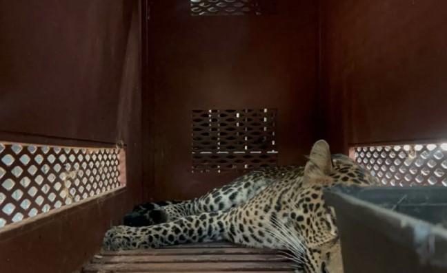 Macan Tutul Masuk Hotel di Bandung, Dievakuasi Selama Tiga Jam dari Lantai Dua