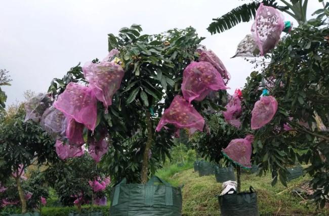 Indonesia Berpotensi Jadi Raja Buah Trpis Dunia, Produksi Durian Capai 6,7 Juta Ton dalam 4 Tahun