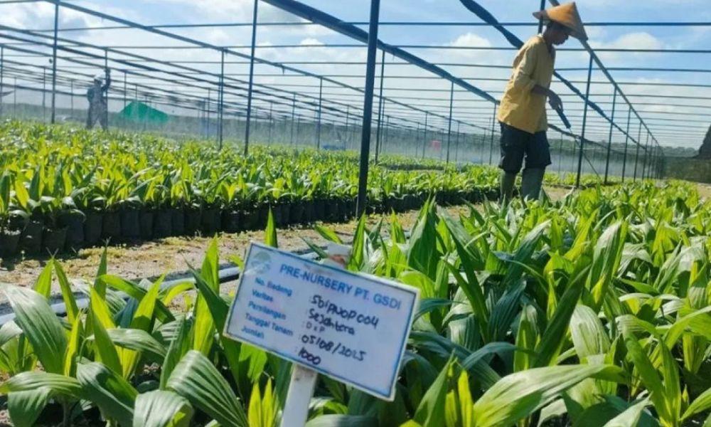 Astra Agro Lestari Fokus Tingkatkan Produktivitas Sawit Tanpa Perluas Lahan, Andalkan Bibit Unggul dan Replanting