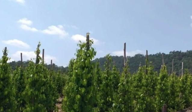 BRIN Dorong Kementan Kembangkan Varietas Unggul Lada Bangka Belitung untuk Tingkatkan Ekspor