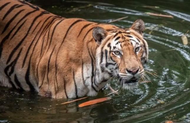 Ragunan Bantah Tuduhan Korupsi Pakan Satwa dan Tegaskan Pengawasan Ketat Nutrisi Harian