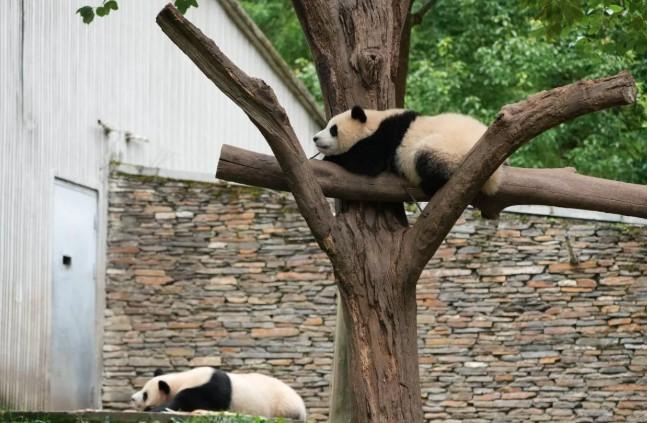 Pengalaman Budaya dan Keindahan Alam: Menikmati Tingkah Menggemaskan Panda Raksasa di Istana Panda Bogor