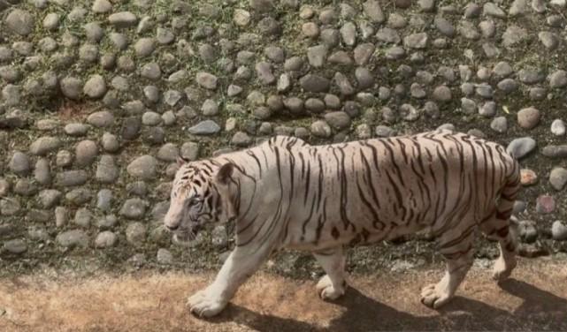 Pramono Anung Biayai Sendiri Pakan Harimau Peliharaannya yang Dititipkan di Ragunan