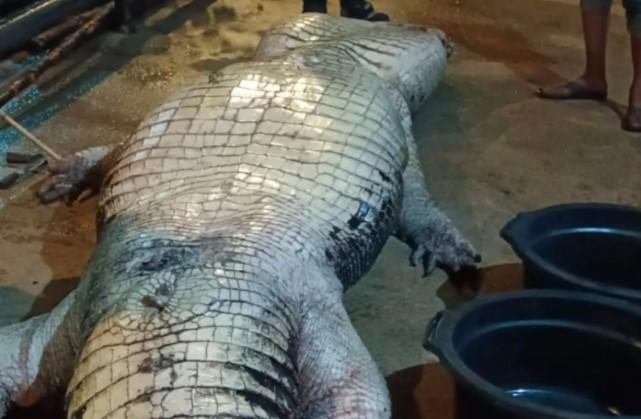 Buaya Raksasa 585 Kg di Inhil Mati Setelah 20 Hari Dirawat, DPKP Tunggu Arahan Penanganan Bangkai