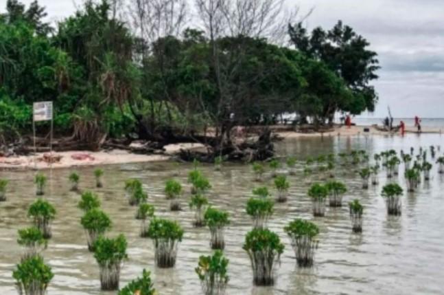 DLH DKI Jakarta Susun Rapergub Pengendalian Mangrove, Fokus Lindungi Ekosistem Pesisir dari Rob dan Abrasi