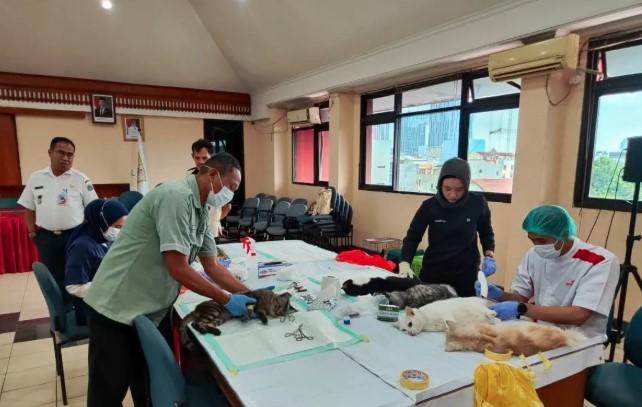 Sterilisasi Massal 200 Kucing Jantan di Kebon Jeruk Disambut Antusias Warga