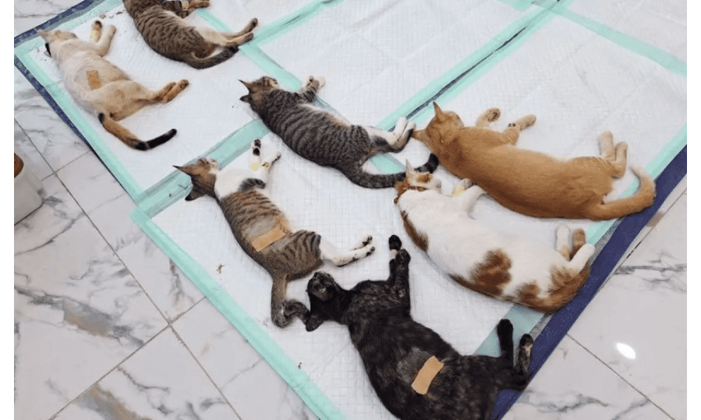 KPKP Jaksel Capai Target Sterilisasi dan Vaksinasi Hewan Tahun 2025, Tekan Populasi Kucing Liar