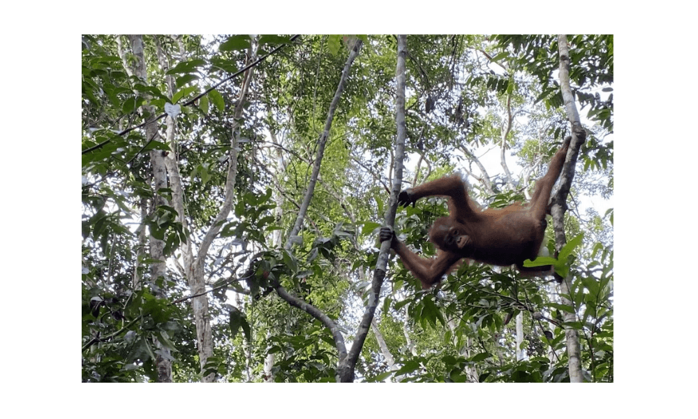 Menyusuri Sungai Sekonyer, Bertemu Orangutan Liar di Taman Nasional Tanjung Puting