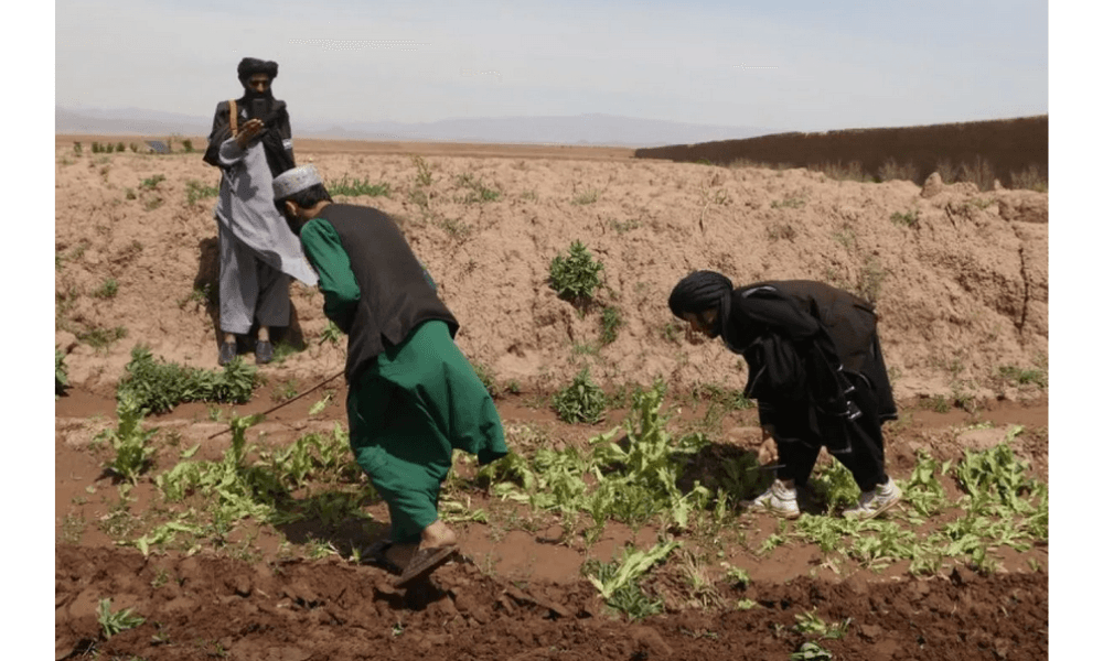Afghanistan Sita 2.356 Ton Narkoba dan Bongkar 517 Laboratorium Ilegal Sepanjang 2025