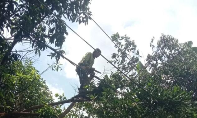 Cegah Pohon Tumbang Saat Cuaca Ekstrem, Sudin Tamhut Jaktim Prioritaskan Penanganan Pohon Tahun 2026