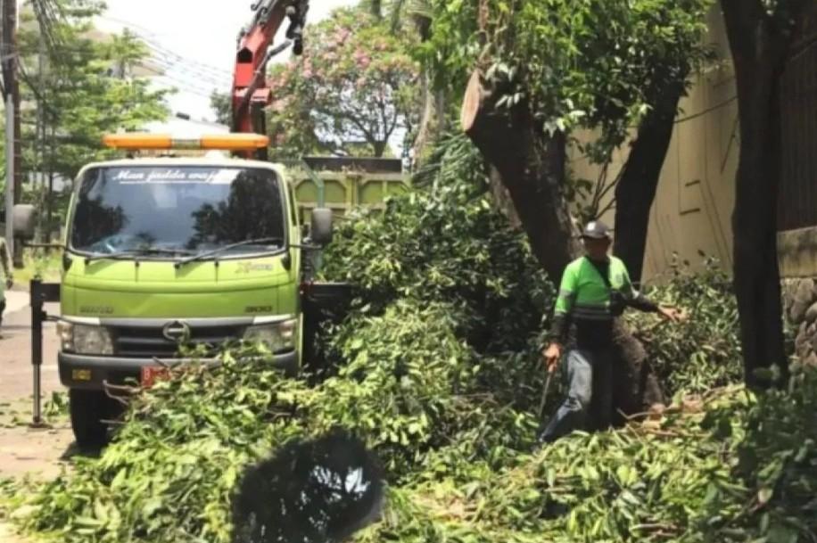 ASN Diduga Terlibat Penebangan Pohon Ilegal di Kebayoran Lama, Terancam Hukuman Disiplin