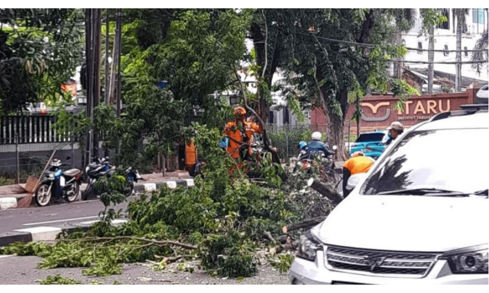 Lima Pohon Tumbang Diterjang Angin Kencang di Jakarta, BPBD Lakukan Penanganan Cepat