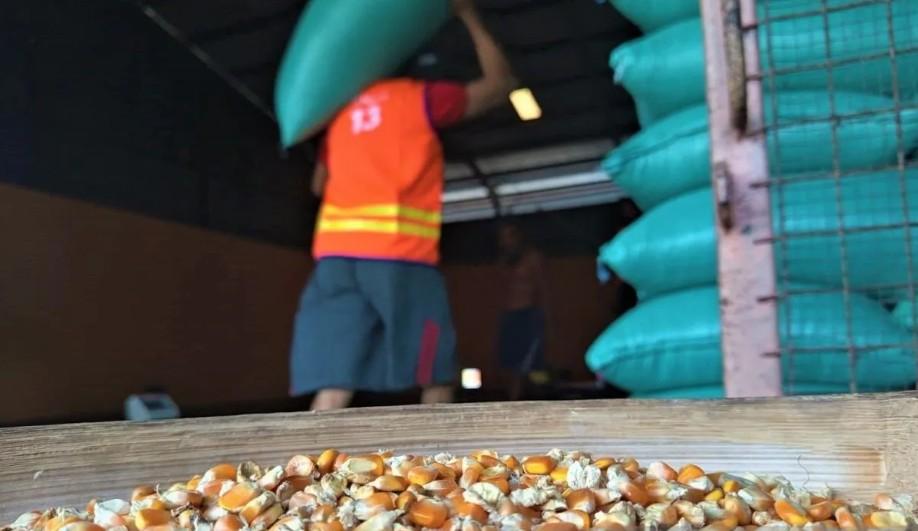 Bulog Madiun Siap Serap 10 Ribu Ton Jagung Petani untuk Stabilisasi Pasokan 2026