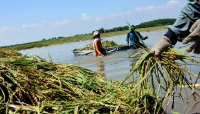 Bulog Karawang Serap Hingga 2.500 Ton Gabah per Hari di Tengah Dampak Banjir