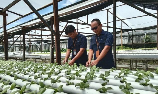 Sekolah Taruna Papua Terapkan Sains Berbasis Data dan Kewirausahaan Lewat Hidroponik
