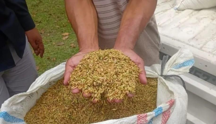 Bulog Sumut Serap 1.117 Ton Gabah Sepanjang Januari 2026, Targetkan Stabilitas Harga Pangan