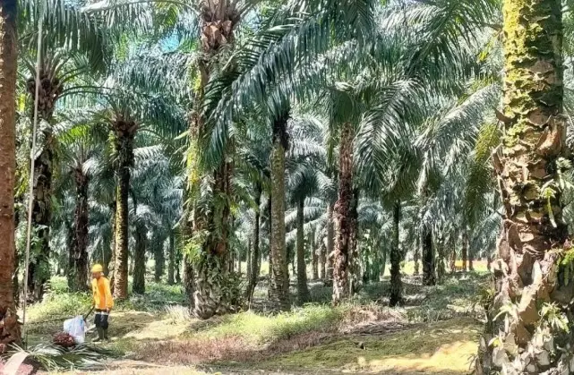 Sawit Jadi Kunci Pemulihan Ekonomi Pascabencana di Sumatra, Penyerapan Tenaga Kerja Capai 16,5 Juta Orang
