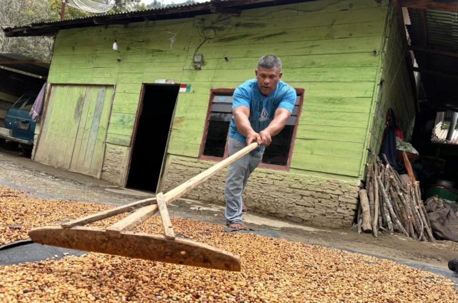 Petani Kopi Aceh Tengah Mulai Berkebun Setelah Dapat Bantuan Irigasi Pascabanjir