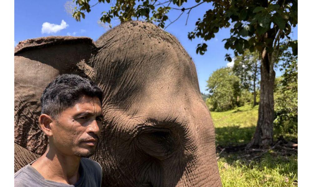 Bencana Ubah Bentang Sungai Peusangan, Habitat Gajah Sumatera Terganggu