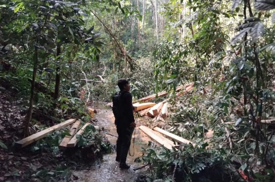 Pelaku Pembalakan Liar di Taman Nasional Bukit Tiga Puluh Riau Ditangkap, Enam Rekannya Masih Diburu