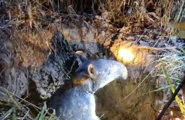 Tapir Betina Terjebak Sumur di Kawasan Candi Muarajambi Berhasil Dievakuasi Petugas BKSDA dan Warga