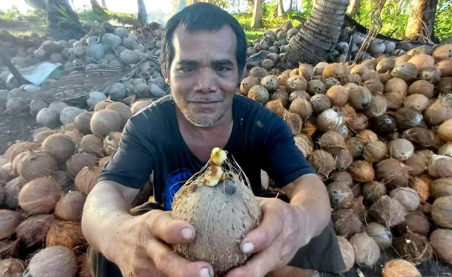 Pengembangan Kawasan Kelapa 300 Hektare di Wonosobo Dorong Hilirisasi Produk Pekebun