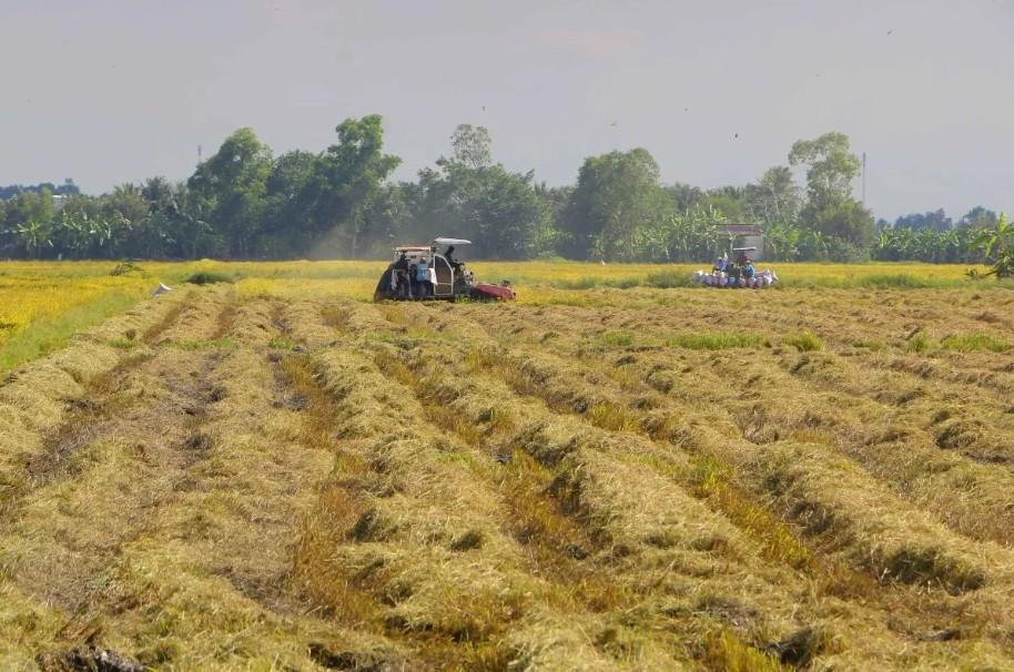 Ekspor Beras Vietnam Terganggu Konflik Timur Tengah, Biaya Logistik Melonjak dan Pengiriman Terlambat