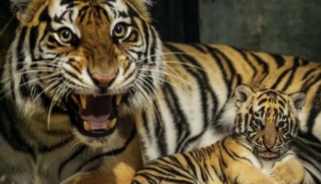 Anak Harimau Benggala di Bandung Zoo Mati, BBKSDA Lakukan Penyelidikan Penyebab
