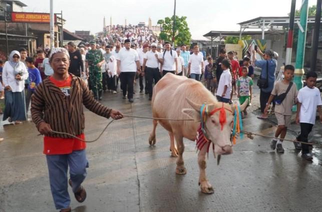 Kirab Kerbau Bule Meriahkan Lomban Syawalan Jepara dan Dongkrak Daya Tarik Wisata