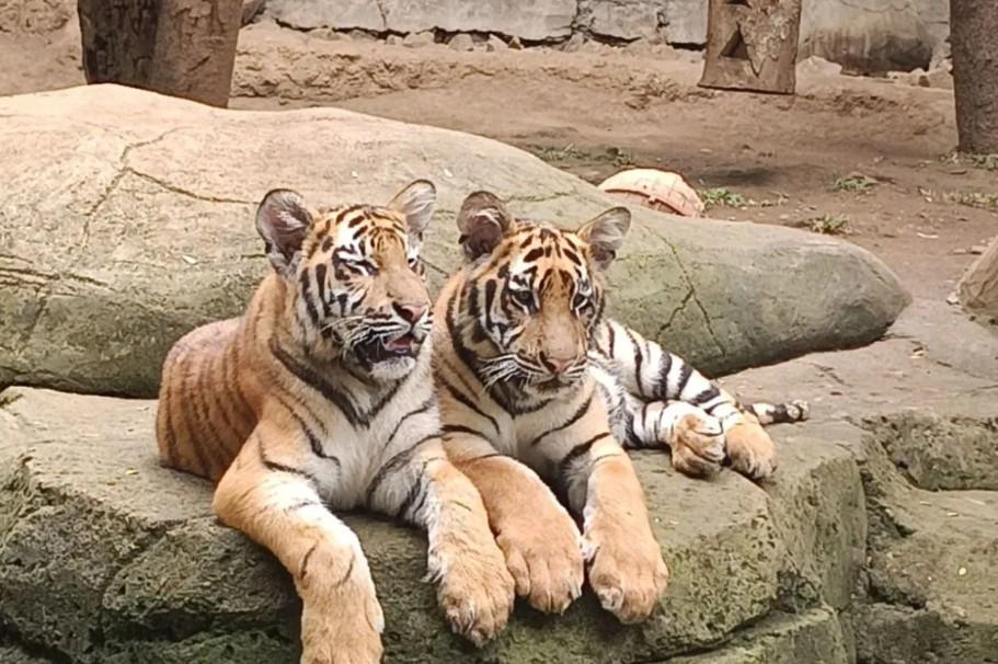 Kematian Dua Anak Harimau Benggala di Bandung Picu Peningkatan Biosekuriti Ketat
