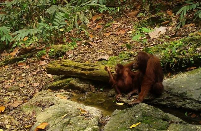Kebun Binatang Jepang dan Indonesia Berkolaborasi Kembangbiakkan Orangutan Langka
