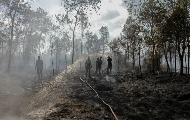 Ancaman El Nino Kuat, Mitigasi Lahan Gambut Jadi Kunci Cegah Bencana Besar