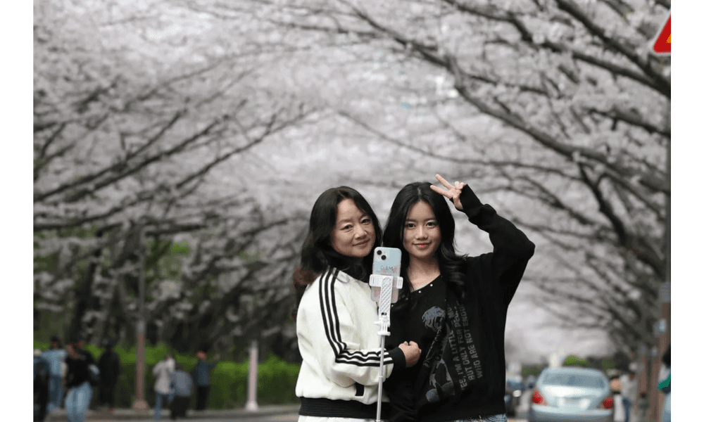 Puncak Musim Sakura di Busan Sedot Wisatawan, Kota Dipenuhi Lanskap Merah Muda