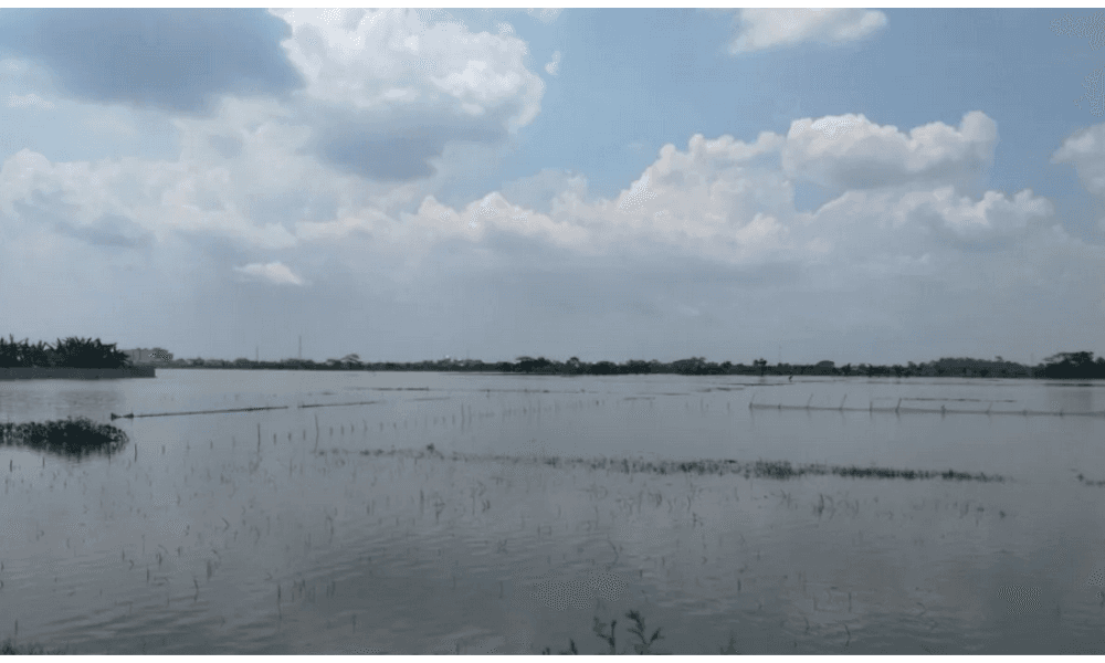Ratusan Hektare Sawah di Demak Terendam Banjir, Ribuan Warga Mengungsi