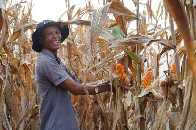 Pemerintah Terbitkan Inpres 3/2026 untuk Perkuat Stok Jagung dan Sejahterakan Petani Nasional
