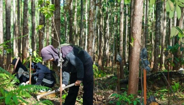 Otorita IKN Gencarkan Penghijauan, Libatkan Puluhan Ribu Pengunjung Tanam Pohon di Kawasan Ibu Kota Baru