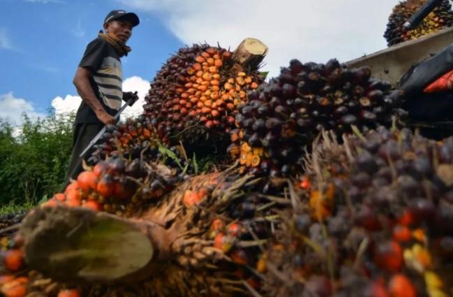 Harga Sawit Riau Tembus Rp4.000/Kg, Kenaikan Dipicu Lonjakan CPO dan Kernel