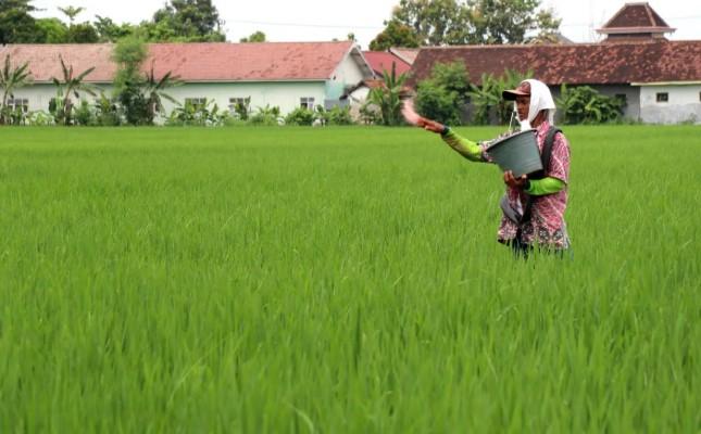 BRIN Kembangkan Teknologi Pupuk Nitrogen Ramah Lingkungan Tanpa Emisi Tinggi