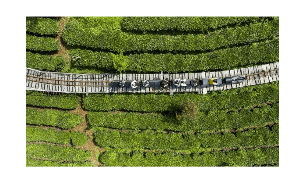 Yunnan Padukan Industri Teh dan Pariwisata, Dongkrak Ekonomi Lokal