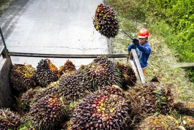 Ekonomi Sirkular Dinilai Mampu Ubah Limbah Sawit Jadi Produk Bernilai Tinggi dan Ramah Lingkungan