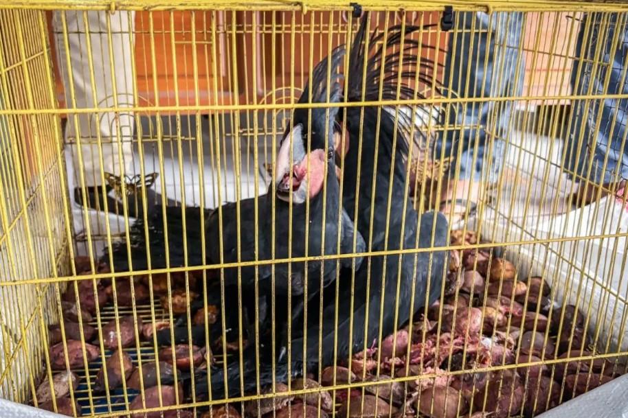 WNA Asal China Jadi Tersangka Penyelundupan 13 Burung Dilindungi di Bandara Soekarno-Hatta