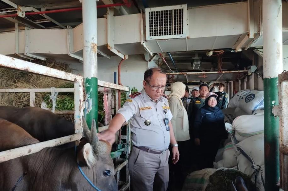 Pengawasan Distribusi Hewan Kurban Diperketat, Tol Laut Jadi Solusi Strategis Jelang Idul Adha