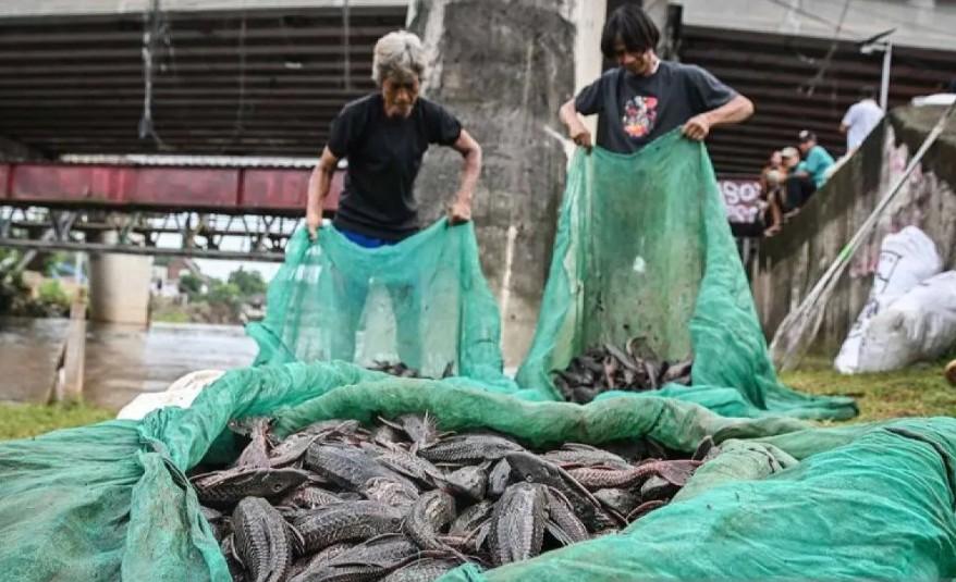 Anggota DPRD DKI Dorong Penanganan Terpadu Ikan Sapu-Sapu dan Perbaikan Kualitas Air Sungai Jakarta