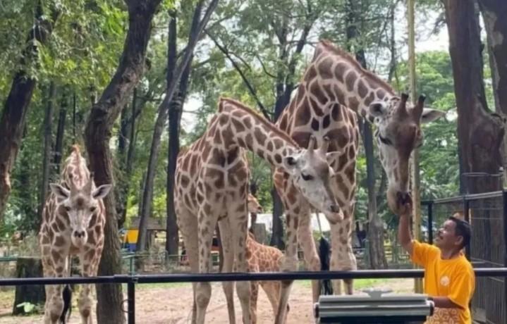 Ragunan Terapkan Prinsip Lima Kebebasan untuk Jamin Kesejahteraan Satwa Secara Menyeluruh