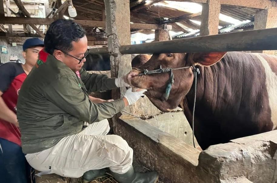 Inovasi E-Selamat Diluncurkan, Warga Bandung Kini Bisa Cek Kesehatan Hewan Kurban Lewat Ponsel