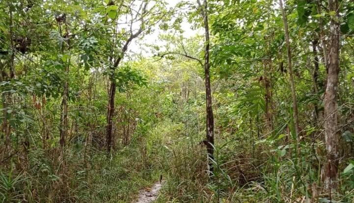 Regulasi Baru Permenhut 6/2026 Dorong Perdagangan Karbon dan Libatkan Masyarakat Lokal