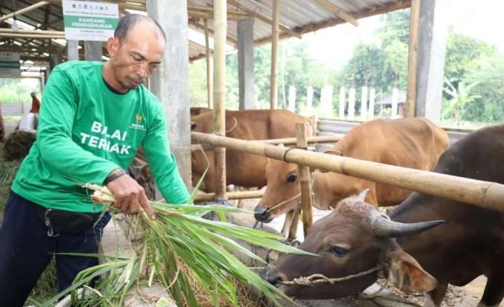 Baznas Pastikan Stok Hewan Kurban di Lombok Tengah Aman Jelang Idul Adha 1447 H