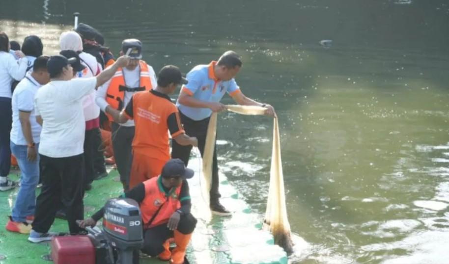 Pemerintah Jakarta Timur Tangkap 320 Kilogram Ikan Sapu-Sapu di Waduk Kaja untuk Jaga Ekosistem