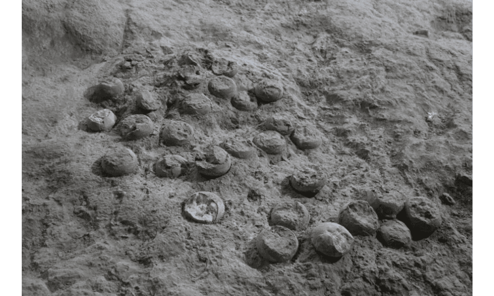 Ilmuwan China Kembangkan Lapisan Nano untuk Lindungi Fosil Telur Dinosaurus Berusia 86 Juta Tahun