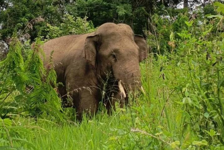 BKSDA Aceh Turunkan Tim Usir Gajah Liar yang Masuk Kebun Warga di Bener Meriah